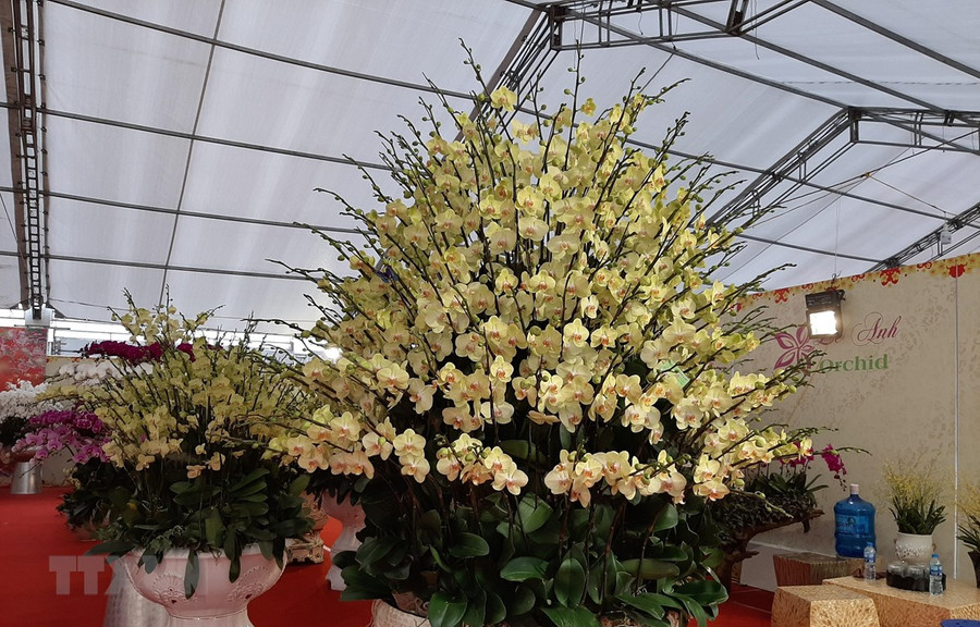 Lan Hồ Điệp được bày bán trên cửa hàng hoa phố Lạc Long Quân. (Ảnh: Phương Anh/TTXVN)