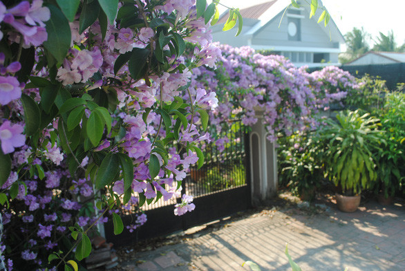 Sắc tím của giàn hoa khiến nhiều người yêu thích - Ảnh: T.NHƠN