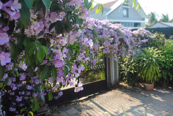 Sắc tím của giàn hoa khiến nhiều người yêu thích - Ảnh: T.NHƠN