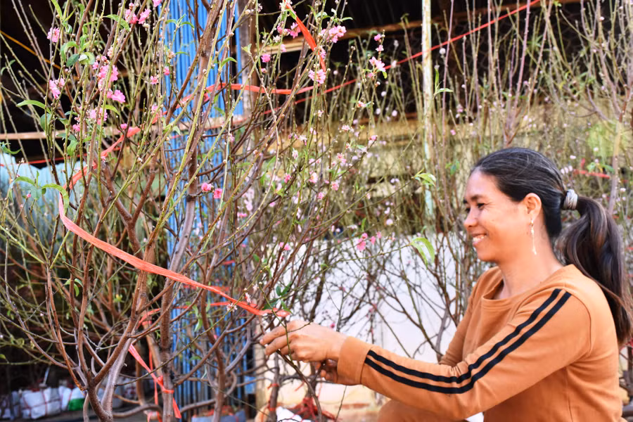 Một người dân chọn được chậu hoa đào ưng ý vào chiều cuối năm. Ảnh: Trần Dung