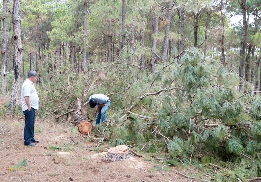 Các cành thông nằm vươnG vãi tại hiện trường. Ảnh: H.S