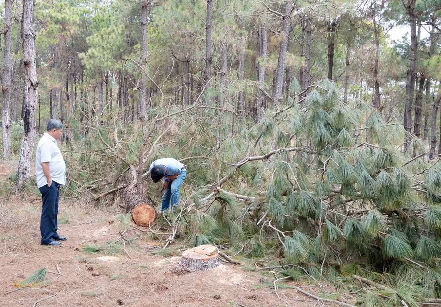 Các cành thông nằm vươnG vãi tại hiện trường. Ảnh: H.S