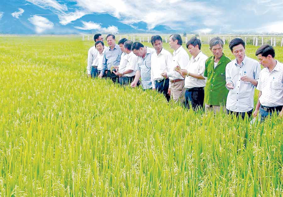  Huyện Phú Thiện nhân rộng cánh đồng lúa lớn một giống cho thu nhập cao. Ảnh: Đ.P 