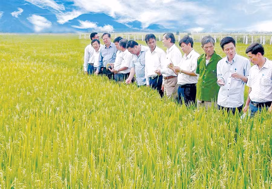  Huyện Phú Thiện nhân rộng cánh đồng lúa lớn một giống cho thu nhập cao. Ảnh: Đ.P 