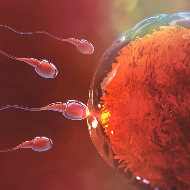  Các nhà khoa học đã phát hiện ra gien gây vô sinh ở nam giới - Ảnh minh họa: Shutterstock