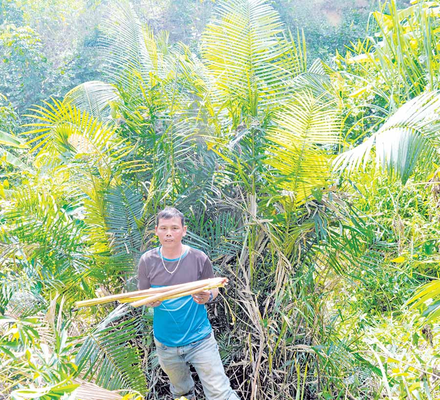 Anh Yung và bó đọt mây rừng vừa kiếm được. Ảnh: Đ.Y Anh Yung và bó đọt mây rừng vừa kiếm được. Ảnh: Đ.Y