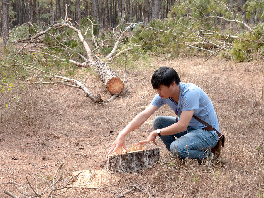 Hiện trường vụ cưa trộm cây thông.