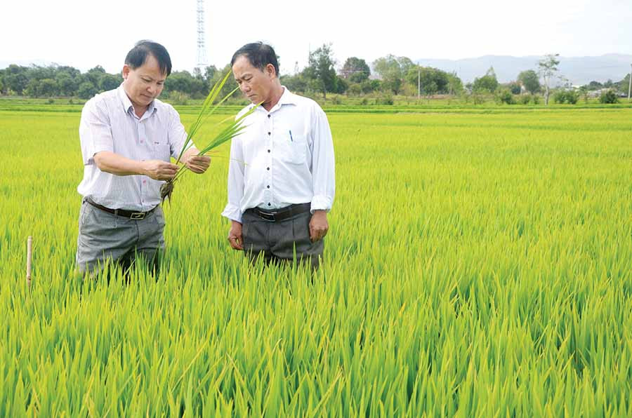  Cán bộ Trung tâm Dịch vụ nông nghiệp thị xã Ayun Pa hướng dẫn nông dân chăm sóc lúa.