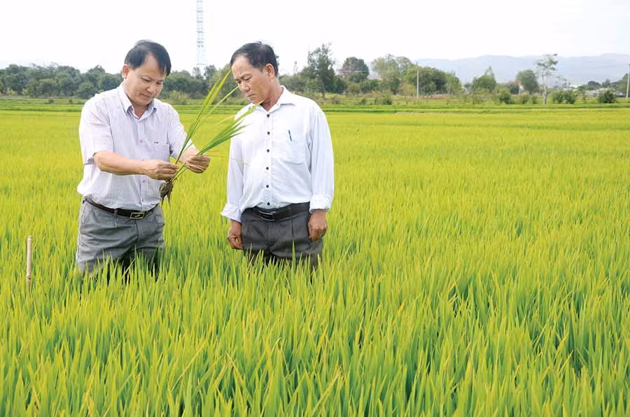  Cán bộ Trung tâm Dịch vụ nông nghiệp thị xã Ayun Pa hướng dẫn nông dân chăm sóc lúa.
