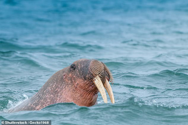  Một người họ hàng còn sống, mang vóc dáng tương đồng loài hải mã Greenland cổ đại đã tuyệt chủng - ảnh: SHUTTERSTOCK