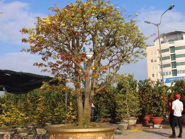 Chủ nhân của cây mai khủng này là Trương Hoài Phong (Gia Lai). Theo anh Phong, đã có người ra giá 3 tỷ đồng để mua đứt nhưng anh không đồng ý. 