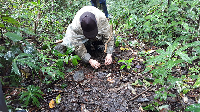 Những chiếc bẫy được đặt trên đường đi để bắt chuột ăn sâm.
