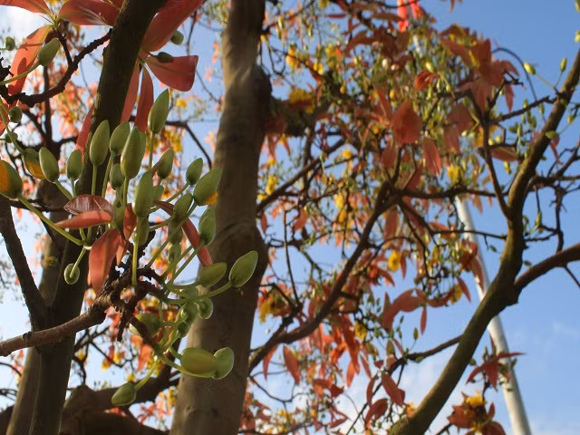 Điểm đặc biệt của cây mai này là nhiều búp to, mai luôn nở vào đúng dịp Tết đến.