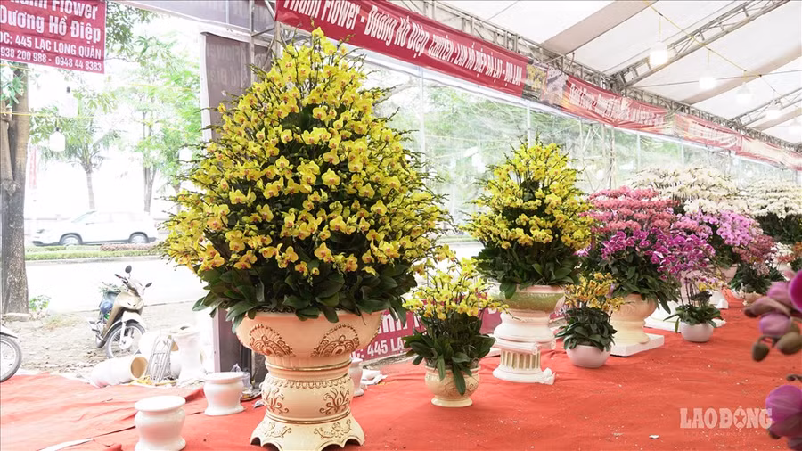 Chủ cửa hàng Thanh Flower chia sẻ thêm: “Trong cửa hàng còn có một chậu hoa lan hồ điệp đặc biệt có giá 106 triệu đồng