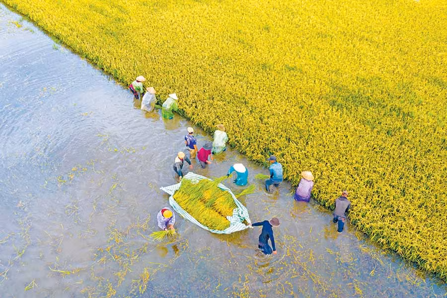  Thu hoạch lúa ở cánh đồng thuộc huyện Đak Đoa. Ảnh: HOÀNG QUỐC VĨNH