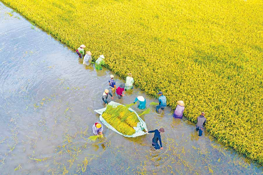 Thu hoạch lúa ở cánh đồng thuộc huyện Đak Đoa. Ảnh: HOÀNG QUỐC VĨNH  Thu hoạch lúa ở cánh đồng thuộc huyện Đak Đoa. Ảnh: HOÀNG QUỐC VĨNH