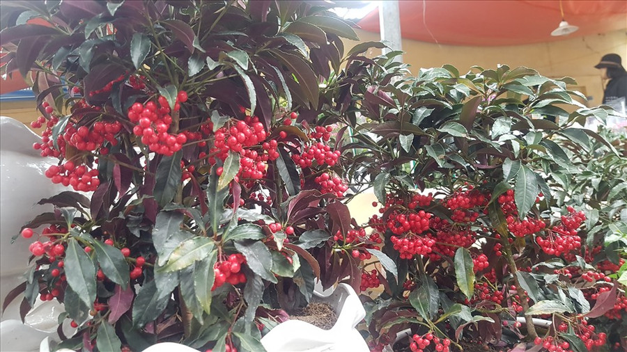 Cây ngân lượng được bán nhiều trên phố. Ảnh: Kh.V Cây ngân lượng được bán nhiều trên phố. Ảnh: Kh.V