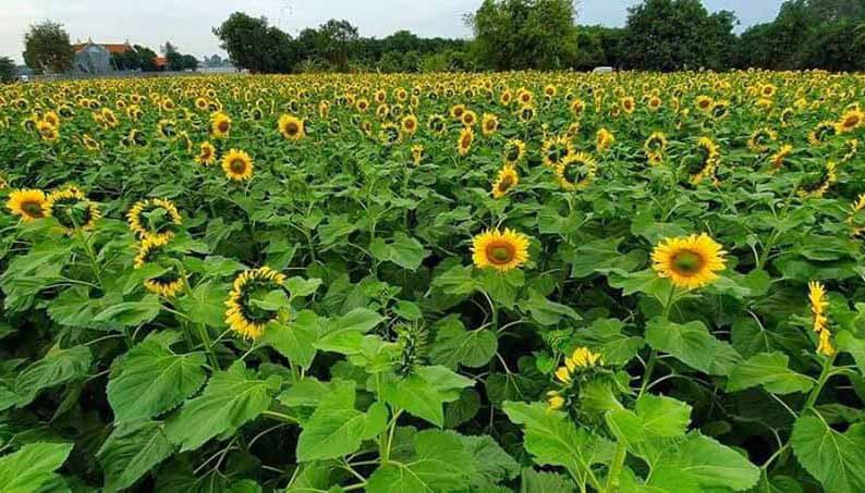 Cánh đồng hoa hướng dương bạt ngàn hấp dẫn du khách. Ảnh: Phương Linh