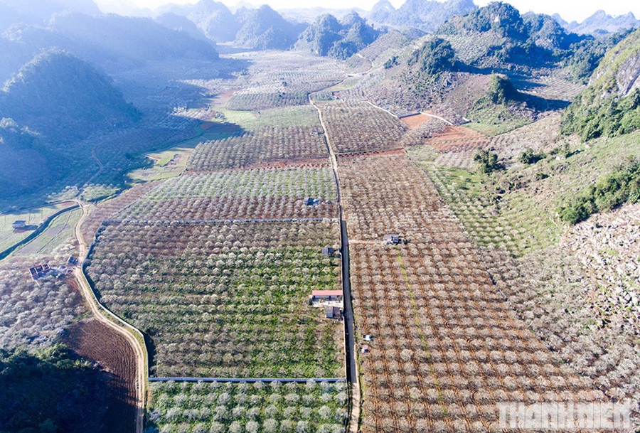 Rừng mận trắng trải dài cả vài chục hec- ta ở Nà Ka, Tân Lập