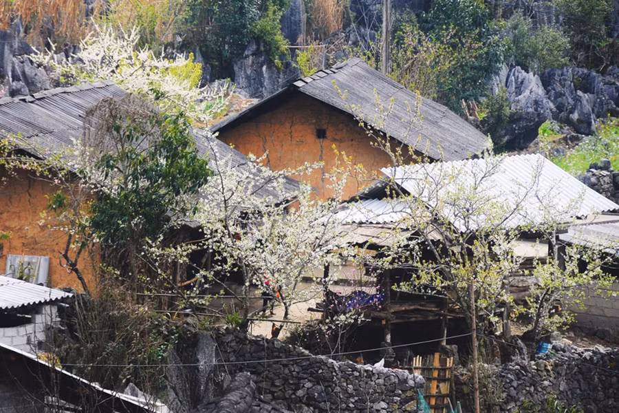  Hoa mận nở mang mùa xuân về với mọi bản làng, đẹp giản dị và tinh khôi.