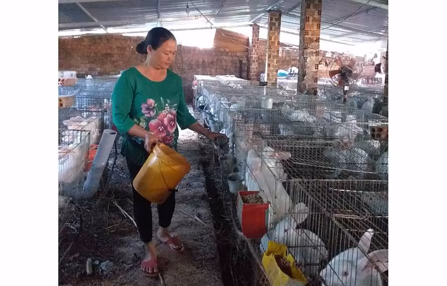  Chị Trần Thị Thoa cho thỏ ăn. Ảnh: A.H