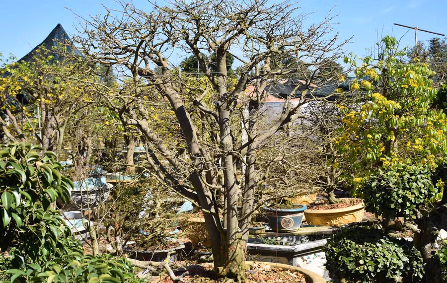 Cây mai cổ thụ gần 50 năm tuổi của anh Phong có giá gần 3 tỷ đồng. Ảnh: Hà Phương