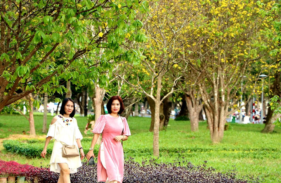 Vườn mai dưới ánh nắng vàng càng thêm nổi bật khiến những ai đi qua đoạn đường này cũng phải trầm trồ vì một năm mới có một lần. Ảnh: PĐ.  Vườn mai dưới ánh nắng vàng càng thêm nổi bật khiến những ai đi qua đoạn đường này cũng phải trầm trồ vì một năm mới có một lần. Ảnh: PĐ.