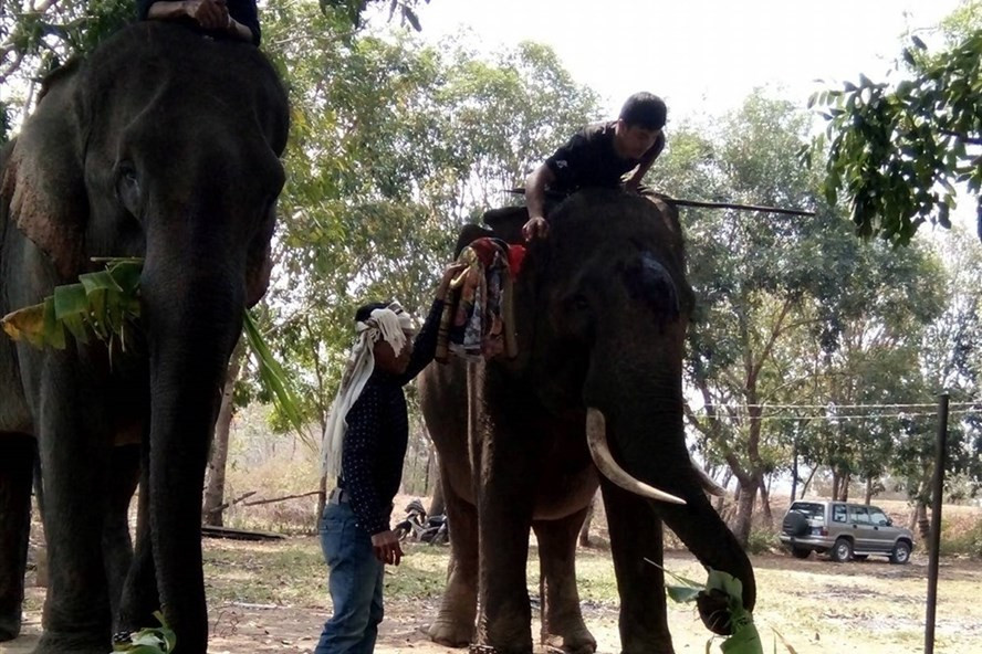 Phần thưởng của voi sau lễ cúng là những bó mía, lá chuối rừng...