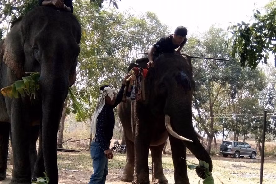 Phần thưởng của voi sau lễ cúng là những bó mía, lá chuối rừng...