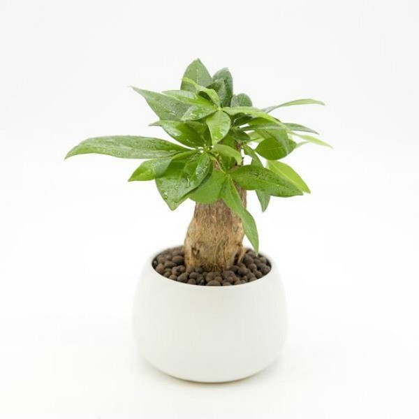 Cây kim ngân được giới doanh nhân quan tâm. Cây kim ngân được giới doanh nhân quan tâm.