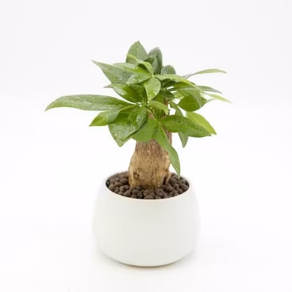  Cây kim ngân được giới doanh nhân quan tâm. 