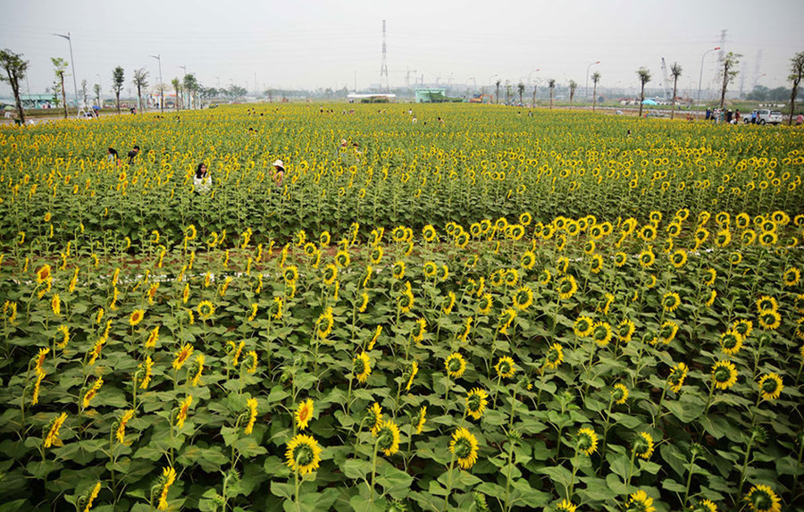 Vườn hoa hướng dương tại khu đô thị Vạn Phúc được xem là lớn nhất Sài Gòn - Ảnh: Hoài Nhân