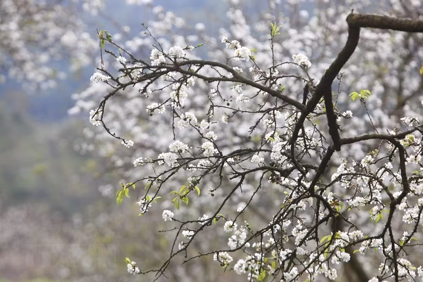 Cách trung tâm thị trấn Mộc Châu chừng 5km, thung lũng Mu Náu là điểm đến không thể bỏ qua với vẻ hoang sơ của hàng trăm cây mận lâu năm. (Ảnh: Thành Đạt/TTXVN)