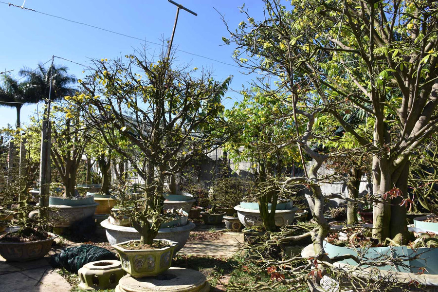 Những chậu mai có giá hàng tỷ đồng của anh Phong. Ảnh: Hà Phương Những chậu mai có giá hàng tỷ đồng của anh Phong. Ảnh: Hà Phương