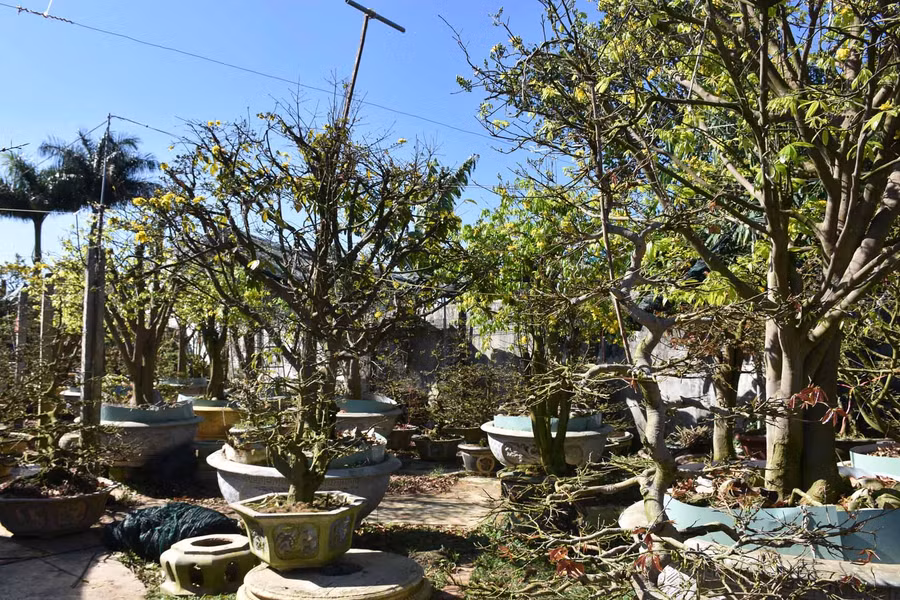 Những chậu mai có giá hàng tỷ đồng của anh Phong. Ảnh: Hà Phương 