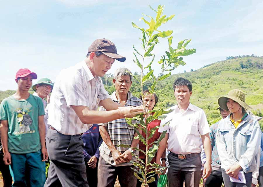 Bí thư Tỉnh ủy Dương Văn Trang (thứ 2 từ trái sang) tặng cây giống mắc ca cho người dân làng Hà Đừng 1. Ảnh: NGỌC MINH Bí thư Tỉnh ủy Dương Văn Trang (thứ 2 từ trái sang) tặng cây giống mắc ca cho người dân làng Hà Đừng 1. Ảnh: NGỌC MINH