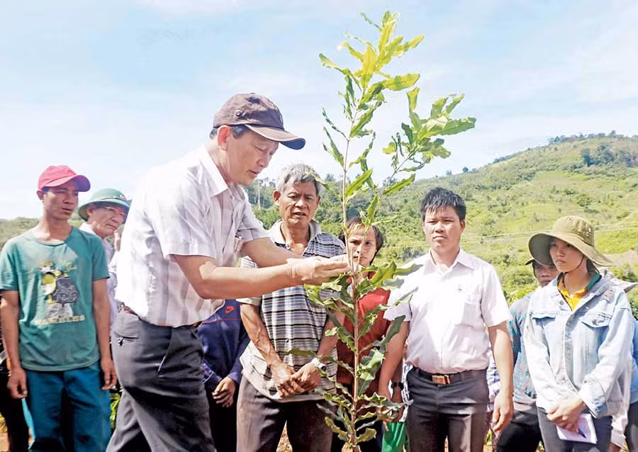  Bí thư Tỉnh ủy Dương Văn Trang (thứ 2 từ trái sang) tặng cây giống mắc ca cho người dân làng Hà Đừng 1. Ảnh: NGỌC MINH