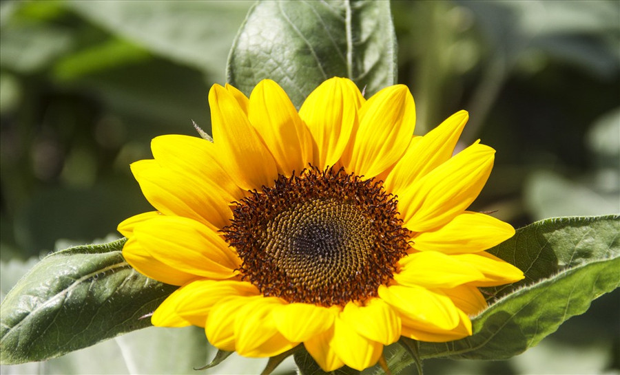 Hiện, vườn hoa hướng dương được chị Miền trồng 7 ngàn bông, với giá ban 1 bông là 7 ngàn. Tới thời điểm hiện tại chị đã bán được 1000 bông.