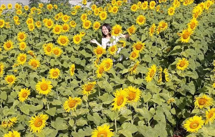 Du khách chụp ảnh lưu niệm tại vườn hoa hướng dương. Ảnh: Hồng Điệp/TTXVN