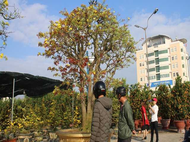 Nhiều người dân thích thú chụp ảnh cùng cây mai 