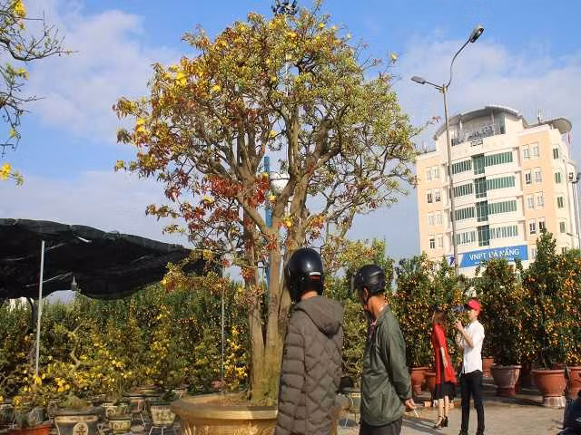 Nhiều người dân thích thú chụp ảnh cùng cây mai 