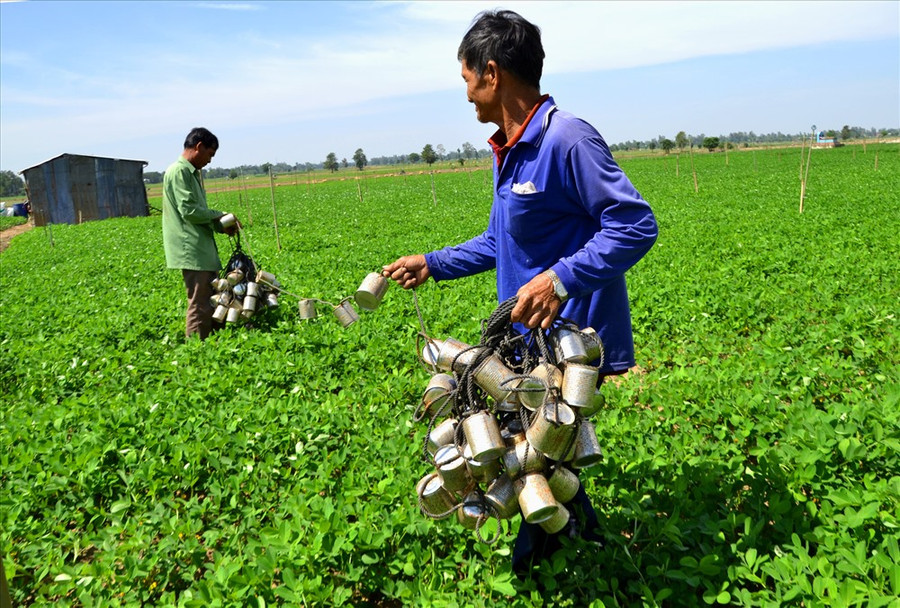 Căng dây chuẩn bị kéo ống lon dồn chuôt vào rọ. Ảnh: LĐ