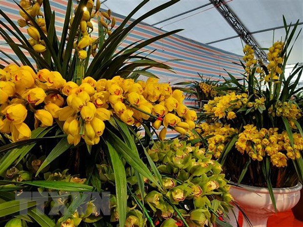  Địa lan được bày bán trong gian hàng hoa tại Hội chợ Xuân Canh Tý 2020. (Ảnh: Phương Anh/TTXVN)