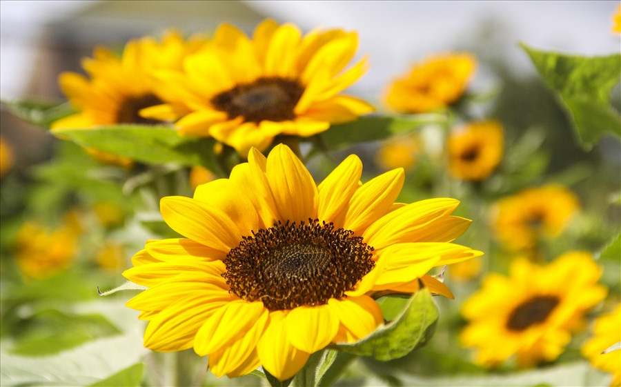 Chia sẻ về vườn hoa hướng dương, chị Miền cho hay, vườn hoa hướng dương này được trồng với mục đích bán trong dịp tết; tuy nhiên, do hoa nở sớm nên mở cửa cho người dân vào tham quan chụp hình. 