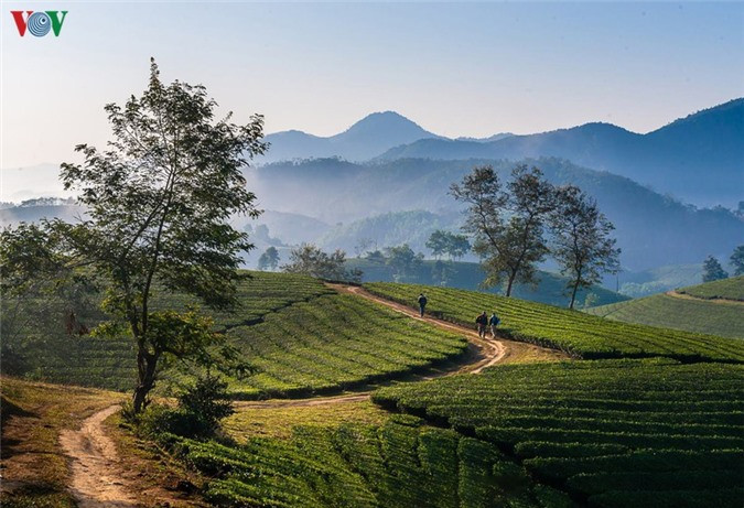 Dạo bước giữa đồi chè và đắm mình trong không gian bao la của một vùng chè bình yên là sở thích của nhiều du khách. Dạo bước giữa đồi chè và đắm mình trong không gian bao la của một vùng chè bình yên là sở thích của nhiều du khách.