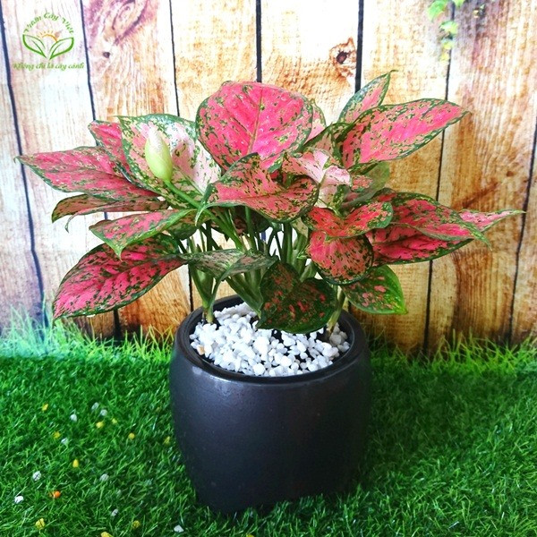 Cây vạn lộc mang lại may mắn cả trong công việc và tình yêu. Cây vạn lộc mang lại may mắn cả trong công việc và tình yêu.