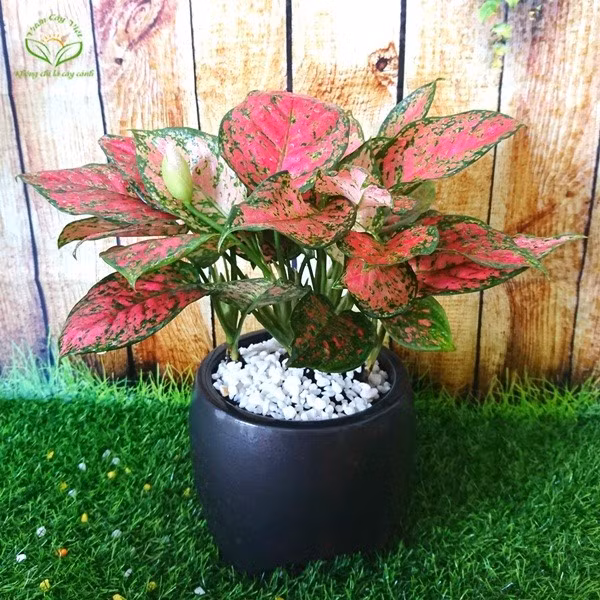 Cây vạn lộc mang lại may mắn cả trong công việc và tình yêu.