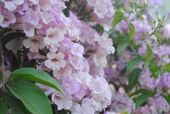 Hoa kết thành từng chùm trông rất đẹp mắt - Ảnh: T.NHƠN