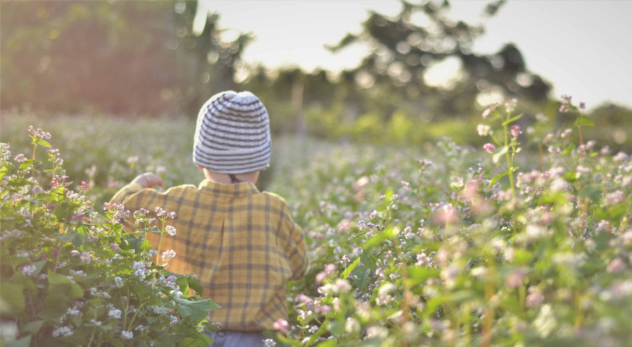 Vườn hoa tam giác mạch lung linh trong ánh nắng chiều. Ảnh: Phương Linh