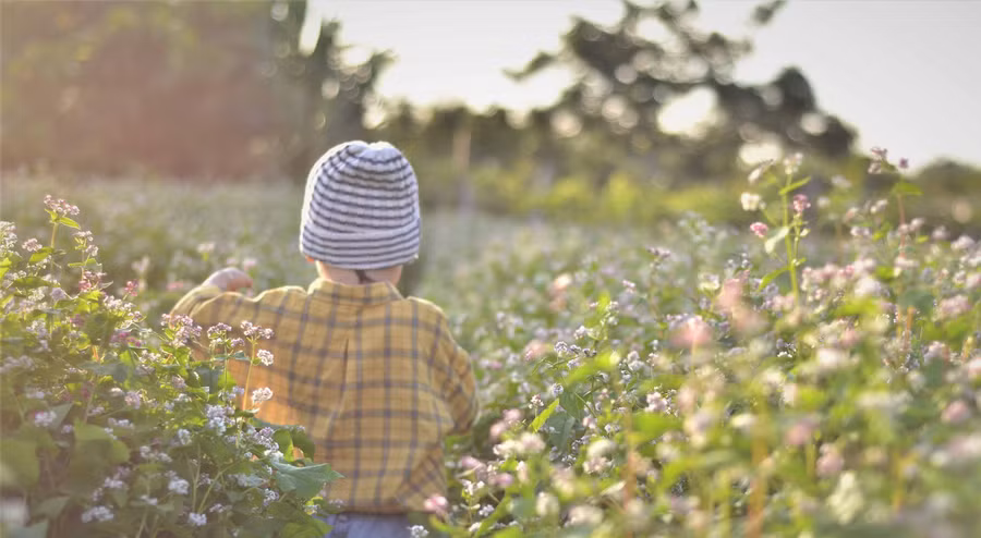 Vườn hoa tam giác mạch lung linh trong ánh nắng chiều. Ảnh: Phương Linh